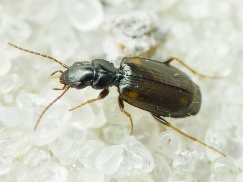 Syntomus obscuroguttatus (Duftschmid, 1812)